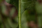 Oriental false hawksbeard